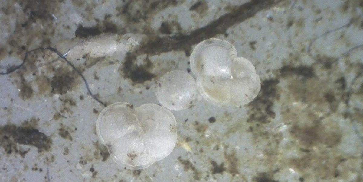Little critters on the filter: more foraminifera
