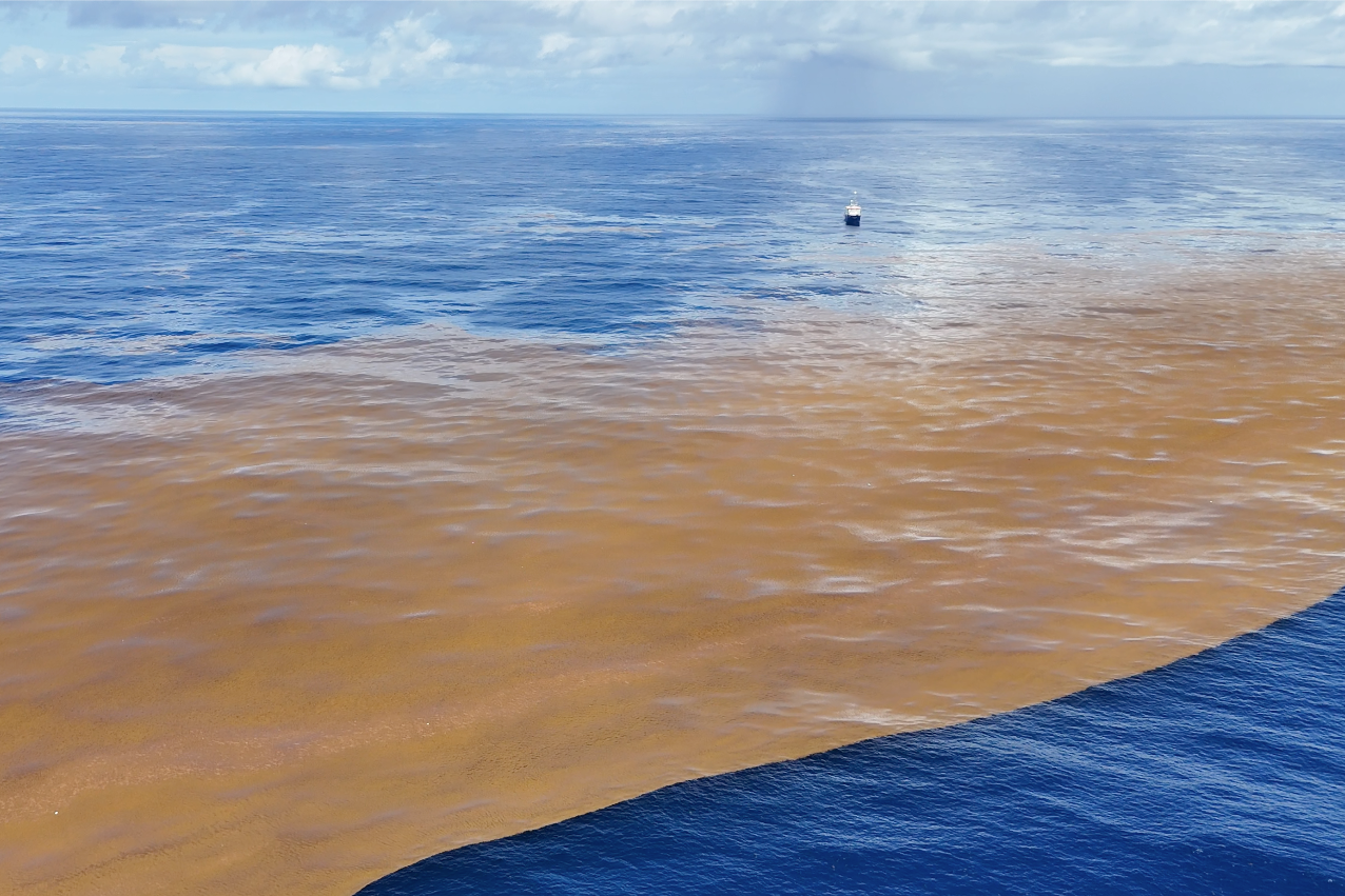  The RV Pelagia alongside one of largest Sargassum patches encountered on our voyage that extended kilometers in either direction, beyond the safe traveling distance of the drone (still image: L.A. Amaral-Zettler from E.R. Zettler drone video footage).