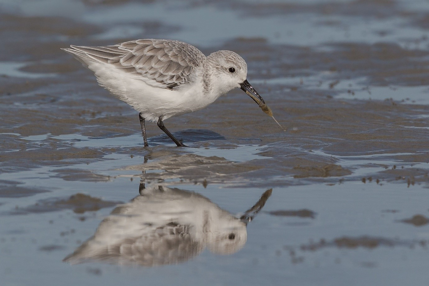 Sanderling on a mudflat caught a shrimp (photo: Jan Veen)