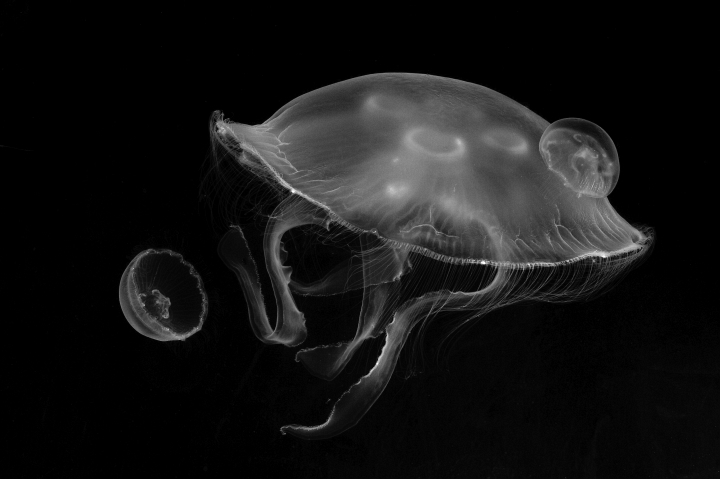 Scyphozoan jellyfish Aurelia aurita, a common species in coastal areas throughout Europe, one Andrew Hirst has used in his own work.