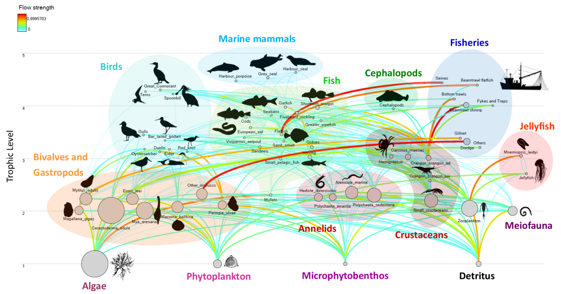 Diagram flow of the current food web of the Wadden Sea (© Joana Romero-Henriques).