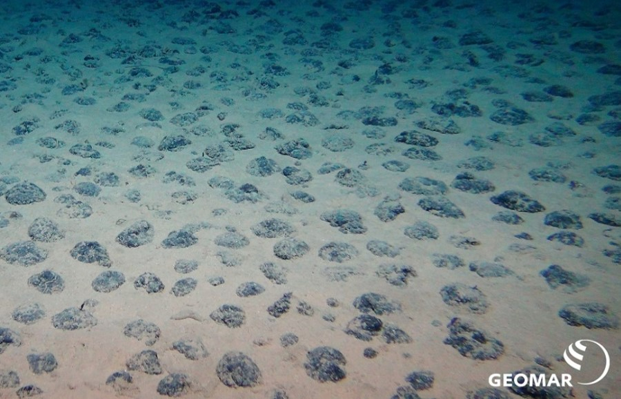 A field of polymetallic nodules at the bottom of the deep sea. These nodules contain the metals of interest for deep-sea mining.