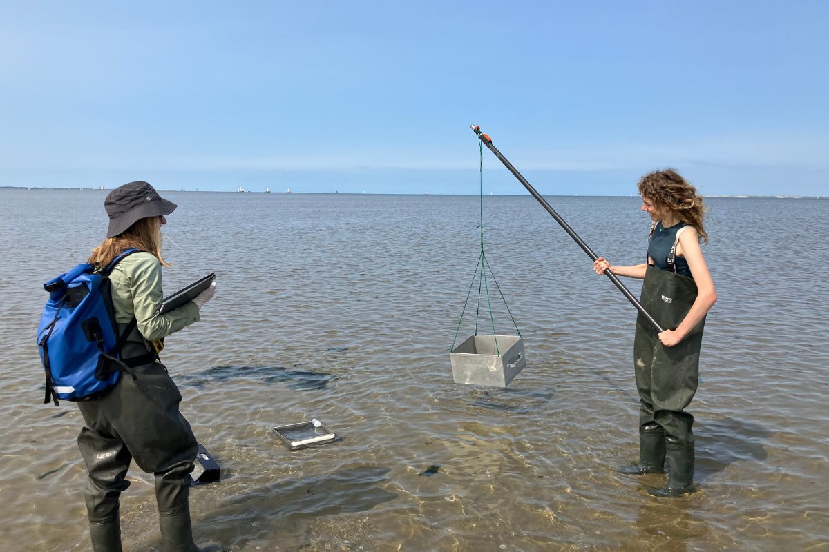 Shrimp sampling in action. Photo: Timo Keuning