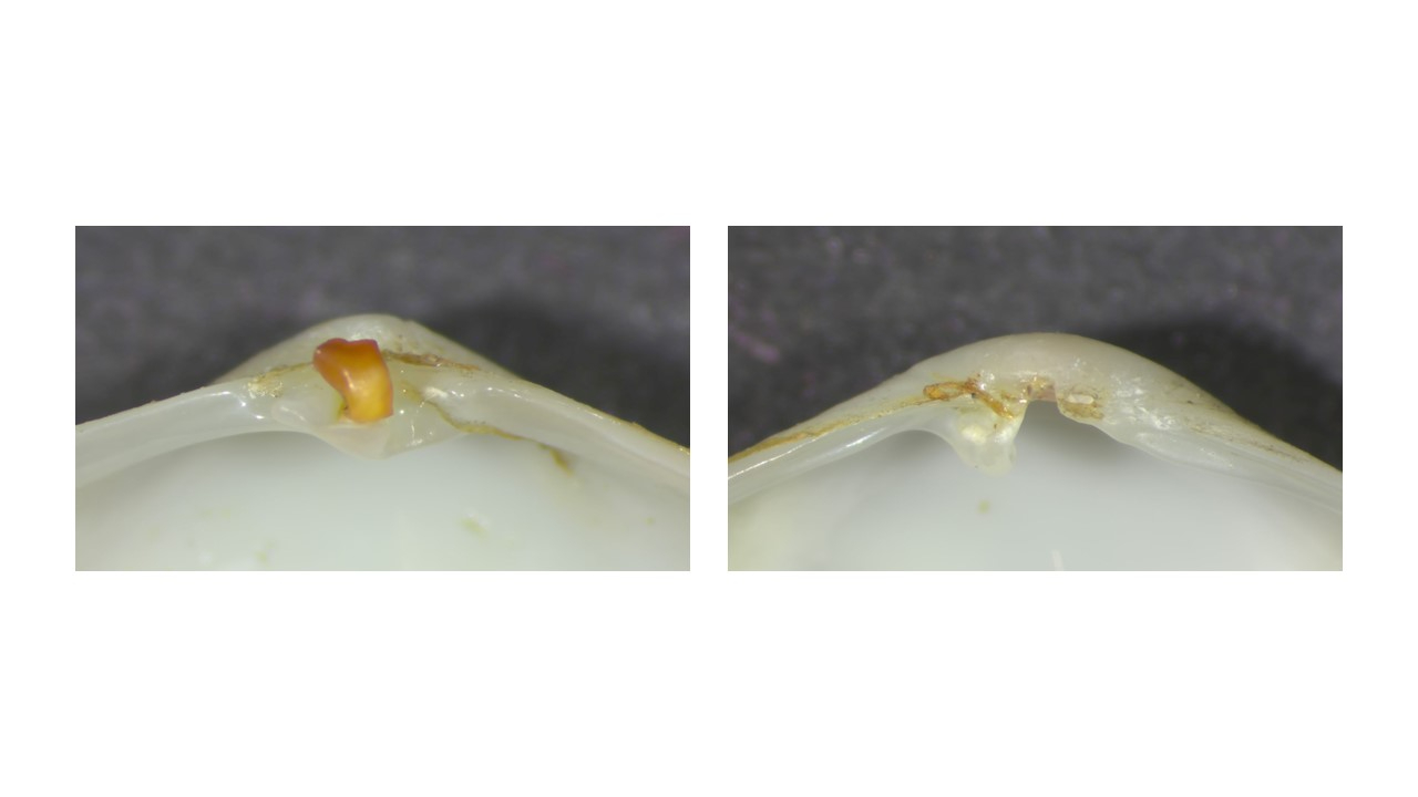 left photo: left valve with chondrophore, right photo:hinge of the right valve, Photo: NIOZ