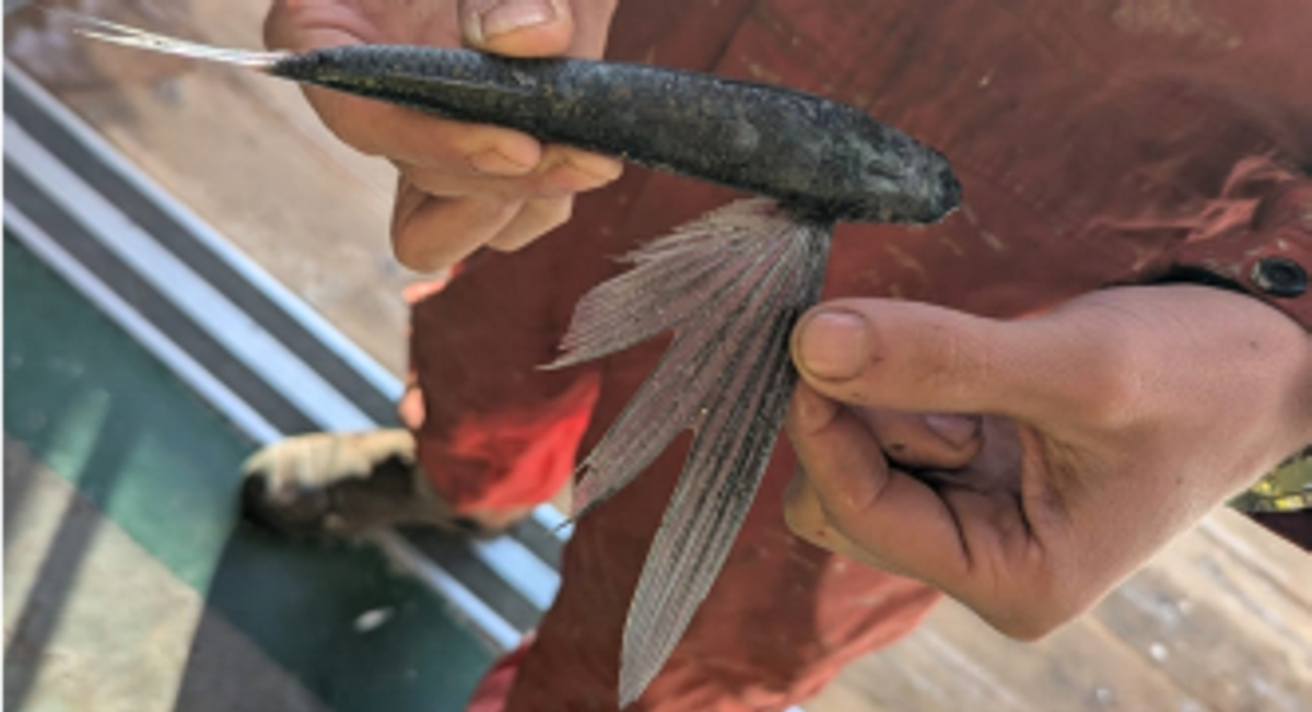 The poor flying fish that accidentally landed onboard RV Pelagia