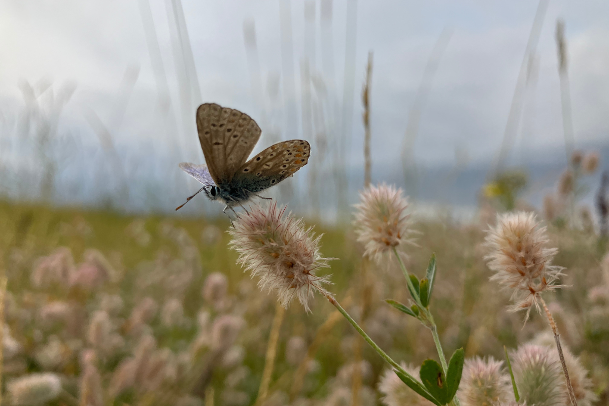 A Common Blue on Hare's foot clover in the salt marsh. Photo: Nienke Zwaferink