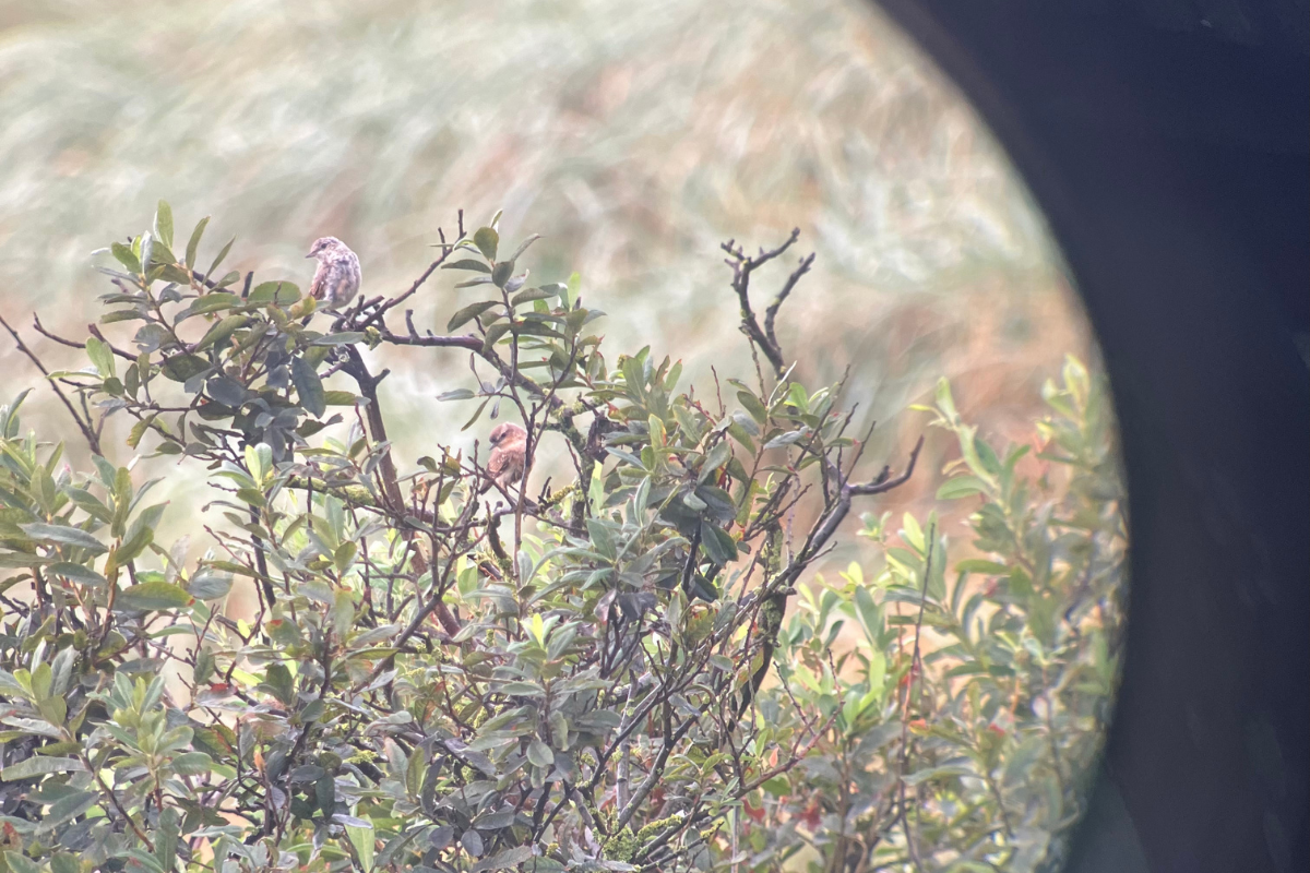 Two juvenile wheatears in the little bush next to the house. Photo: Nienke Zwaferink