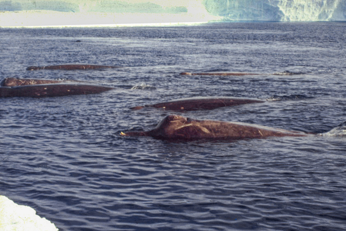 A beautiful photo of Arnoux's beaked whales near the fast ice at Drescher Inlet, Antarctica, taken in 1990 © Joachim Plötz