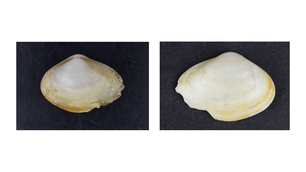 Potamorcobula amurensis (16.92 mm), left photo: left valve, slightly smaller than the right valve. right photo: right valve, Photo: NIOZ.