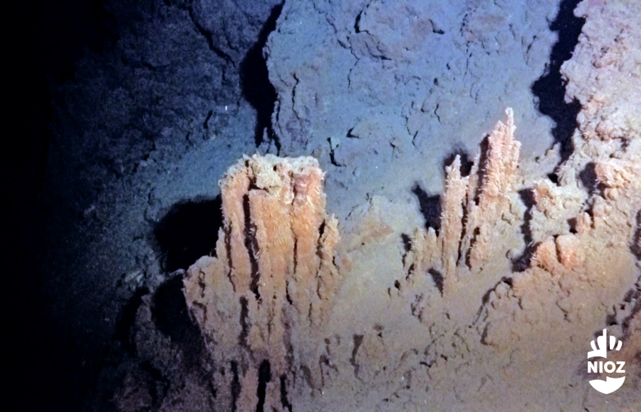 A deep sea ecosystem, around an inactive hydrothermal vent. There is still a lot unkown about the impact of deep sea mining on these types of ecosystems