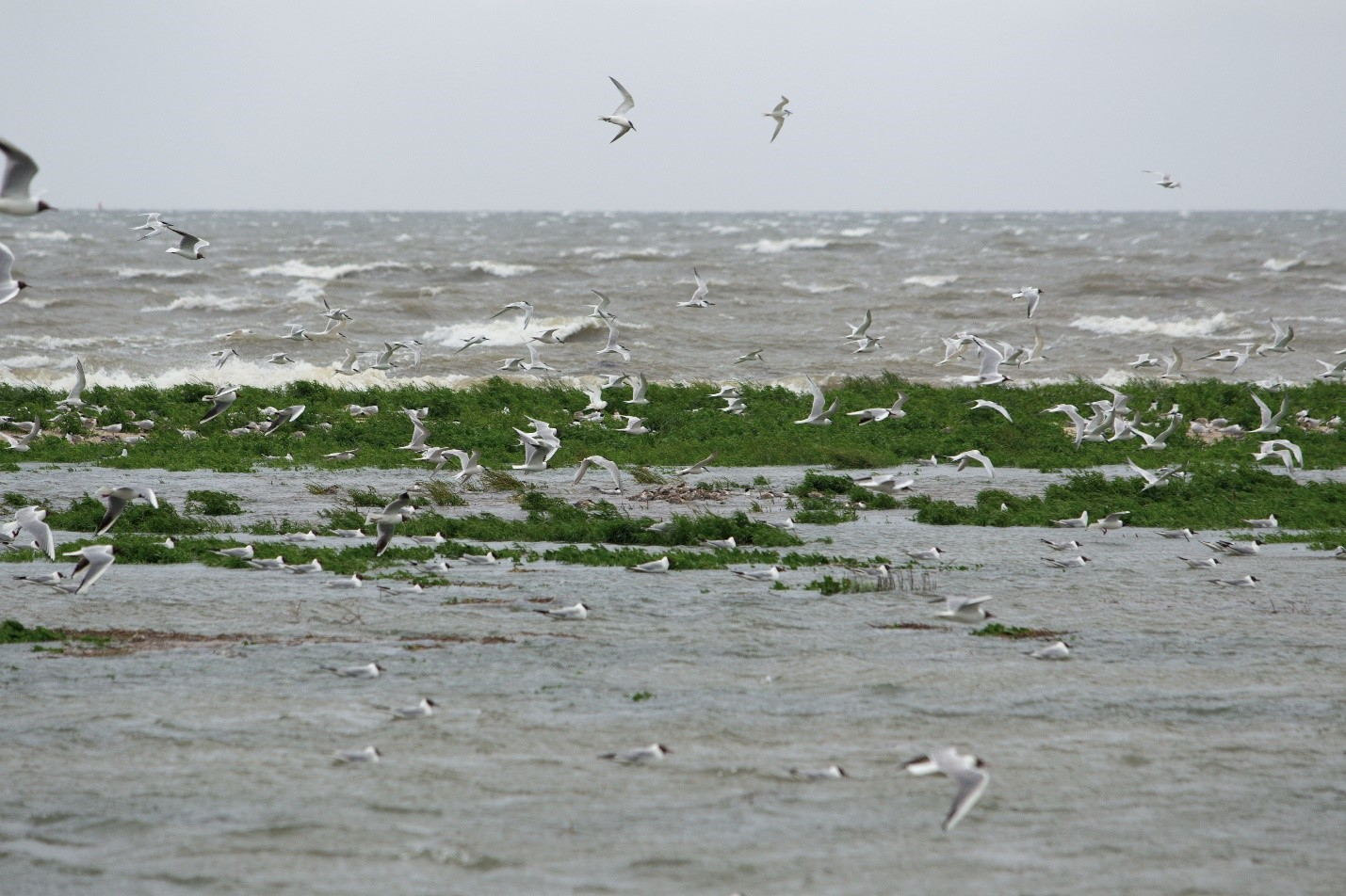 Nesten van grote sterns op Ameland (boven) die overspoeld zijn (onder). Foto: Johan Krol. 