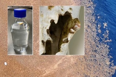 Background of Sargassum Patch with visible macroplastic in the lower left-hand corner. Insets are (left) sampling bottle for Nanoplastics and (right) chewed bottle by fish - a source of microplastics (photos E. Zettler)