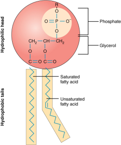 A schematic image of how phospholipids are build. The phosporus is located the hydrophilic 'head' of the molecule (credit: OpenStax/Wikimedia Commons)